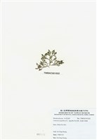 藏品(乳頭軟骨凹頂藻)的圖片